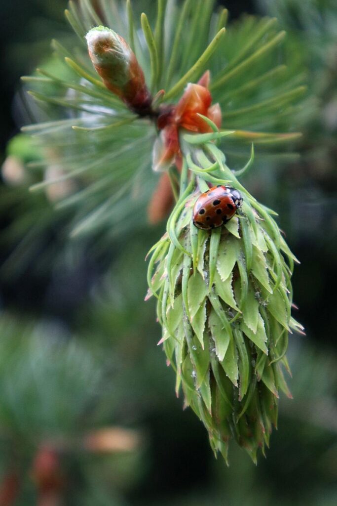 Essences de bois pour la construction : douglas, épicéa, mélèze
